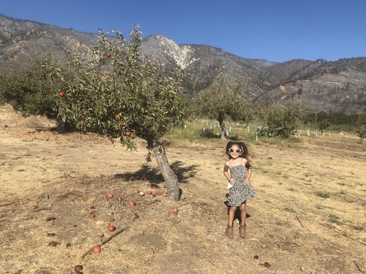 Willowbrook Apple Farm by null