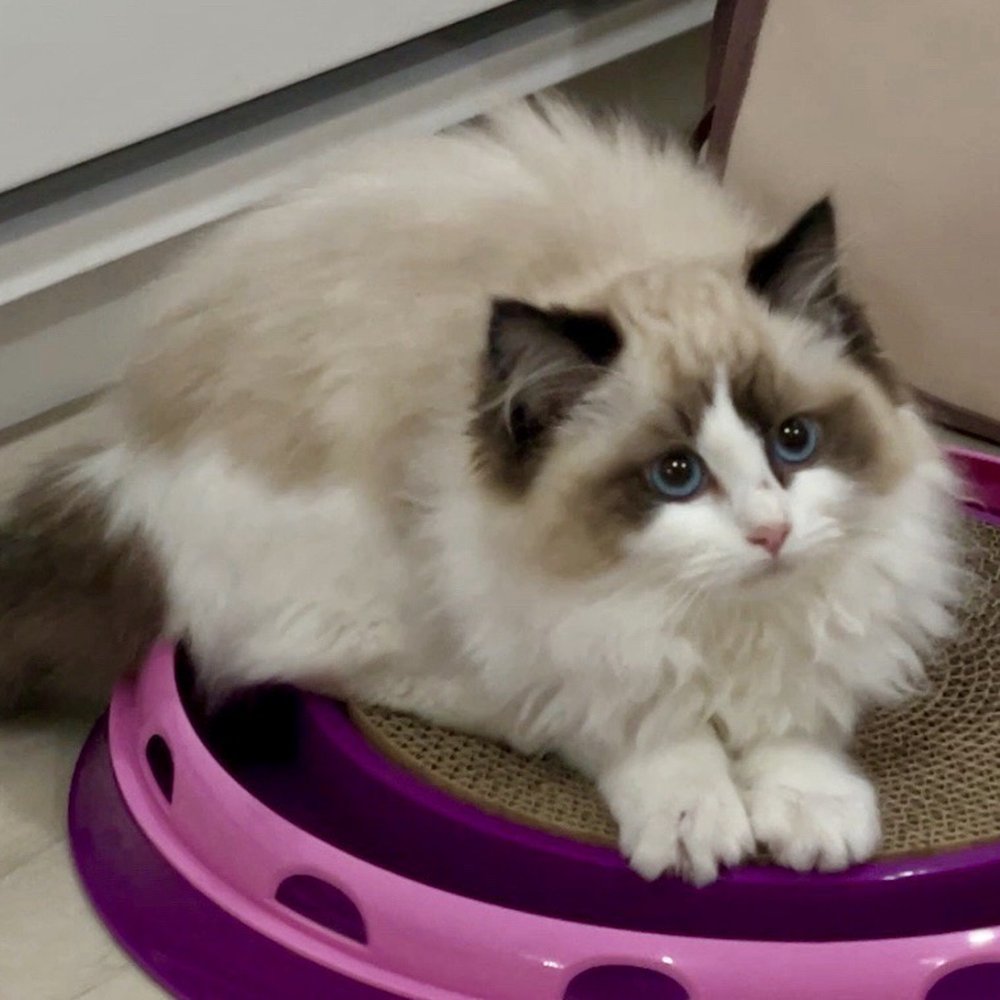 Ragdolljjsweeti - Pet Breeders Near Me Ragdolljjsweeti - Pet Breeders Near Me