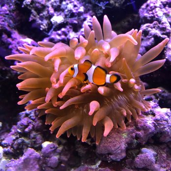 Splash Aquarium - Rose anemone and clownfish. - Local Fish Stores Near Me - Sacramento, California Splash Aquarium - Rose anemone and clownfish. - Local Fish Stores Near Me - Sacramento, California