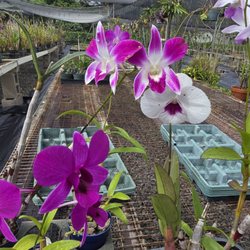 Olomana Orchids