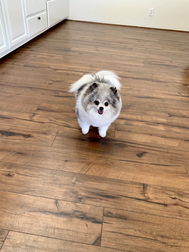 SACRED HEART KENNELS 26 Photos & 13 Reviews Brownwood, Texas Pet