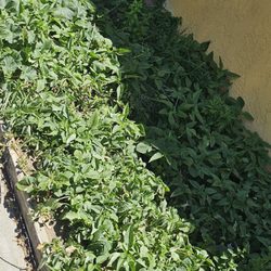 New China Restaurant - Growing eggplant, variety of vegetables in the back