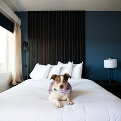 Balanced Rock Inn - We are pet friendly for a small pet fee in over half of our rooms!