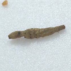 New Mei Garden - The worm
