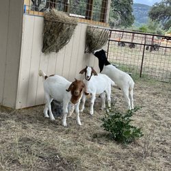 Lost Maples Farms - New arrivals for this year.  Rumor is that they have female country music singer's names!!