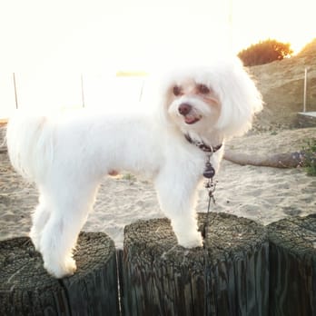 The Spaw - Haircut by Terri - Pet Groomers Near Me - Tustin, California The Spaw - Haircut by Terri - Pet Groomers Near Me - Tustin, California