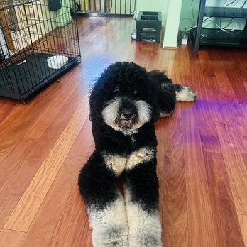 Unleashed - Leonidas as handsome as ever groomed 3/2/26 fluffy little boy. - Pet Stores Near Me - Chula Vista, California