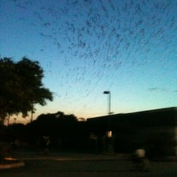 Purple Martin Parties - 9:06pm