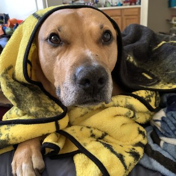 Posh Pets Rescue - He likes to be wrapped up like a burrito. - Animal Shelters Near Me - Long Beach, New York Posh Pets Rescue - He likes to be wrapped up like a burrito. - Animal Shelters Near Me - Long Beach, New York