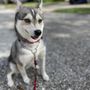 Photo of Alpha Buddy Dog Training