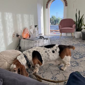 Holistika Veterinary - Not a bad exam room - Veterinarians Near Me - La Crescenta-Montrose, California Holistika Veterinary - Not a bad exam room - Veterinarians Near Me - La Crescenta-Montrose, California
