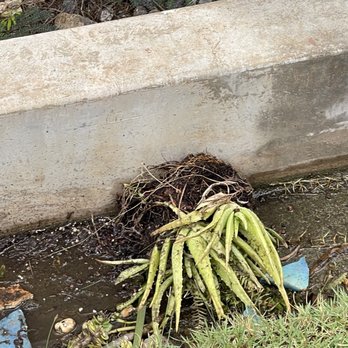 Absolute Termite & Pest Control - Aloe plant broken and spilled out of pot - Pest Control Near Me - Kapolei, Hawaii