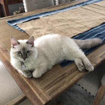 Ragmeister Ragdolls - Pet Breeders Near Me Ragmeister Ragdolls - Pet Breeders Near Me