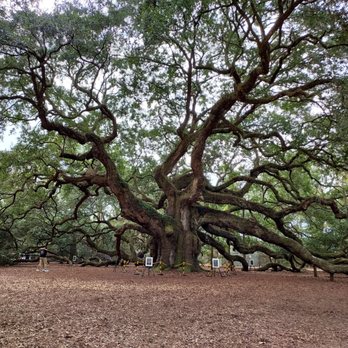 Angel Oak - Parks Near Me - Johns Island, South Carolina Angel Oak - Parks Near Me - Johns Island, South Carolina