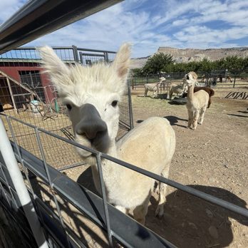 SunCrest Orchard Alpacas - Ranches Near Me - Palisade, Colorado