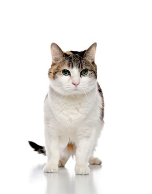 cat hospital quinpool