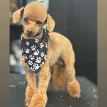 The Rich Groomer - My grumpy boy! - Pet Groomers Near Me - Sacramento, California