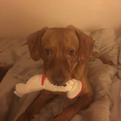 red rover mobile pet grooming