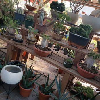 California Cactus Center - Nurseries & Gardening Near Me - Pasadena, California