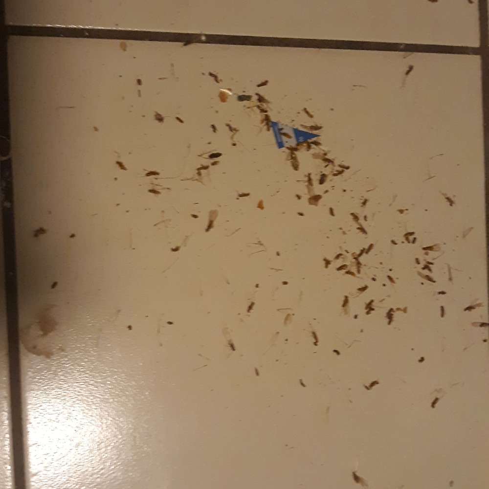 Pest Depot - Hundreds of wings and some termites found every day inside house - Pest Control Near Me - Deerfield Beach, Florida Pest Depot - Hundreds of wings and some termites found every day inside house - Pest Control Near Me - Deerfield Beach, Florida
