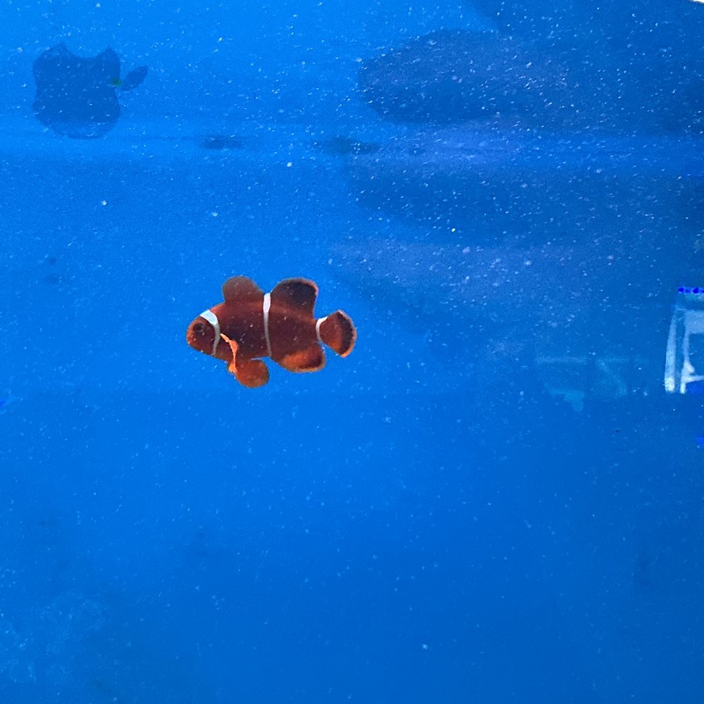 Tank Smart Aquariums - Aquarium Services Near Me - Lake Worth, Florida Tank Smart Aquariums - Aquarium Services Near Me - Lake Worth, Florida