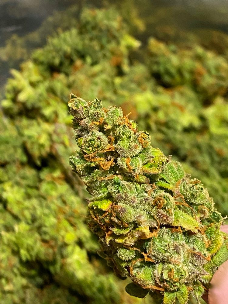 420 MULES Updated September 2024 Bar Harbor, Maine Cannabis