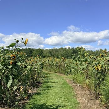Pumpkin Hollow - Attraction Farms Near Me - Edgar, Wisconsin Pumpkin Hollow - Attraction Farms Near Me - Edgar, Wisconsin