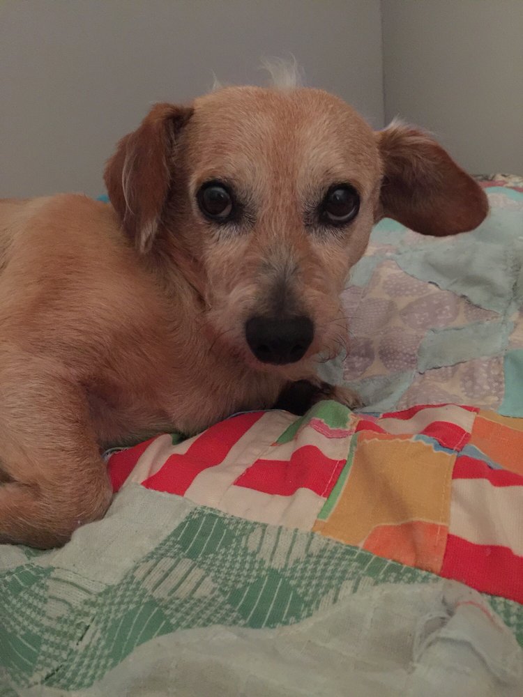 BARKING HAM PALACE GROOMING Updated October 2024 40 S Green St, Brownsburg, Indiana Pet