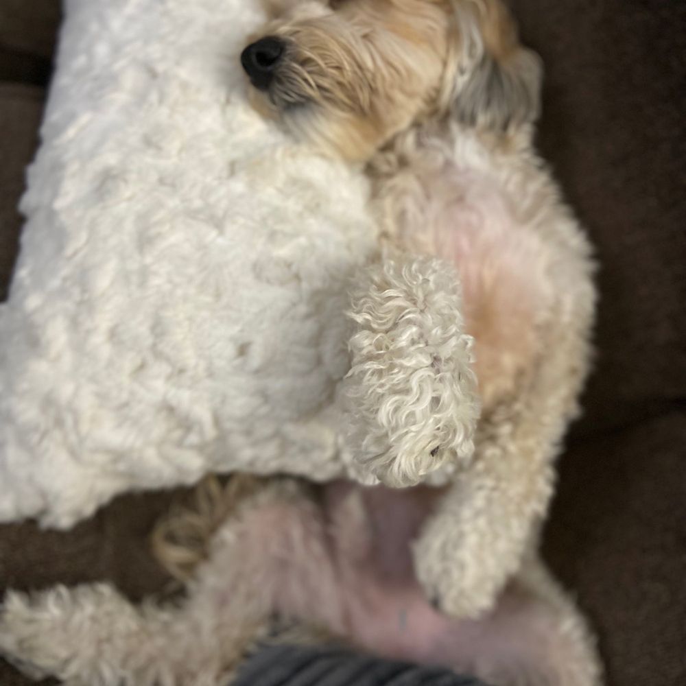 Bitches N Bubbles - Happy dog. - Pet Groomers Near Me - Long Beach, California