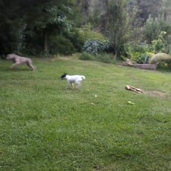 Saddlebag Services - Large green lawns allow even larger dogs a place...