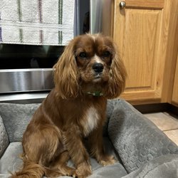 Wigglebutts Grooming & Boutique - Francis' first grooming