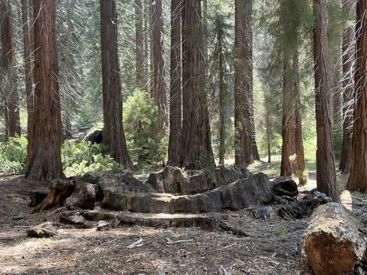 Kings Canyon National Park by null