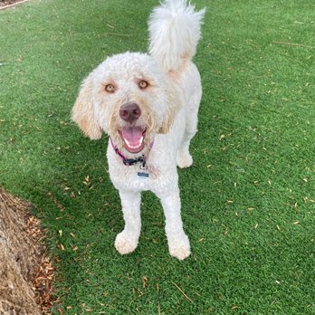 Staycation For Dogs - Annie my girl - Pet Groomers Near Me - Vista, California