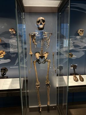 Yale Peabody Museum by null