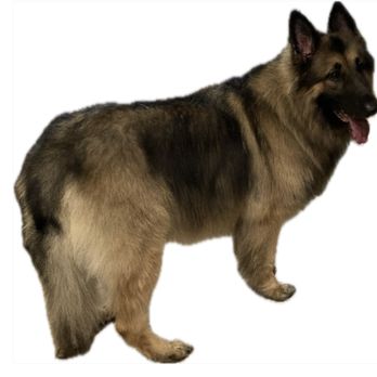 Pet Supplies Plus Springfield - THOR - Pet Groomers Near Me - Springfield, Massachusetts