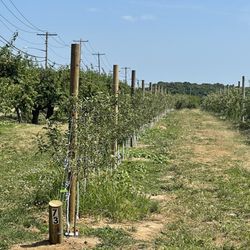 Davis Peach Farm