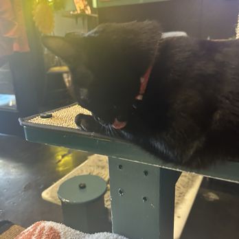 Cats at Play Cafe - Black cat - Themed Cafes Near Me - Asheville, North Carolina