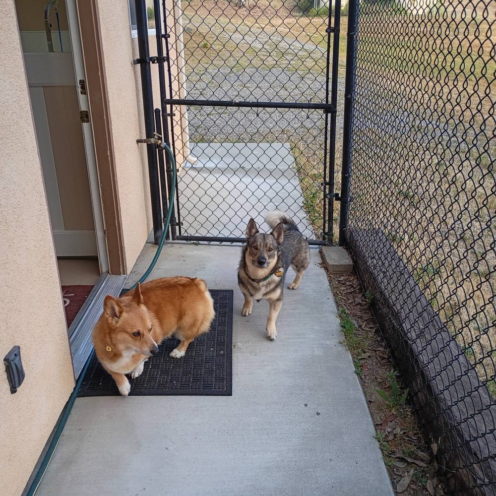 Great Oak Kennels - First morning update from Naomi :) - Pet Groomers Near Me - Temecula, California Great Oak Kennels - First morning update from Naomi :) - Pet Groomers Near Me - Temecula, California