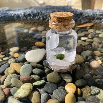Green House - Baby Marimo Moss Ball with Rose Quartz. - Nurseries & Gardening Near Me - Granada Hills, California Green House - Baby Marimo Moss Ball with Rose Quartz. - Nurseries & Gardening Near Me - Granada Hills, California