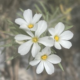 Beautiful wildflowers Beautiful wildflowers