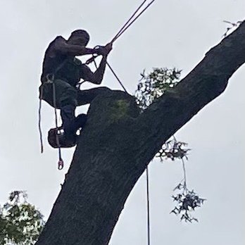 Blue Ox Tree Experts - Trimming in Maywood - Tree Services Near Me