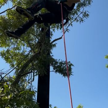 Tree Techs - Tree Services Near Me Tree Techs - Tree Services Near Me