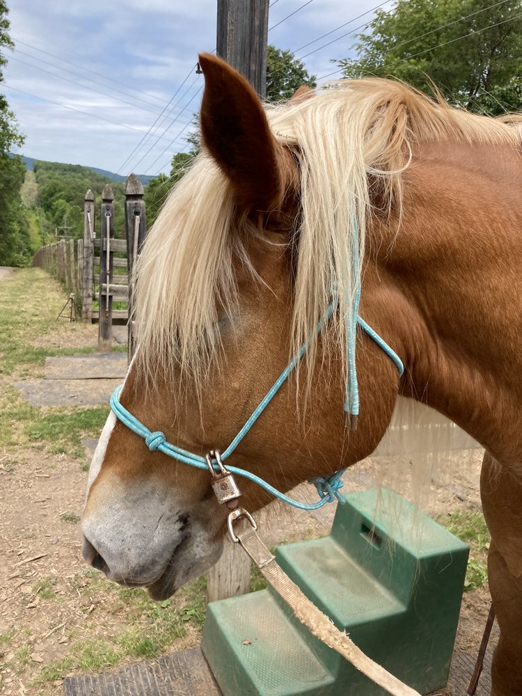 Magic Virginia MAGIC MOUNTAIN FARM - Updated January 2026 - 151 Magic Mountain Rd ...