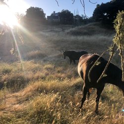 RAD Ranch - Gelding Pasture