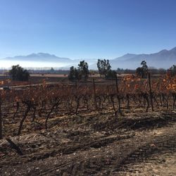 Viña Haras de Pirque