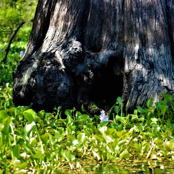 Cajun Customized Excursions - We see many very old Bald Cypress trees along the way. - Boat Tours Near Me Cajun Customized Excursions - We see many very old Bald Cypress trees along the way. - Boat Tours Near Me