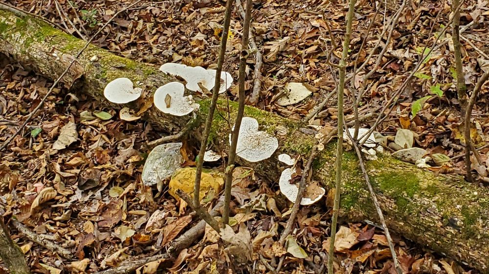 ADVENTUREWORKS HOT SPRINGS 75 Photos & 49 Reviews 1700 Shady Grove