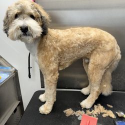 Pretty Bitches Mobile Grooming
