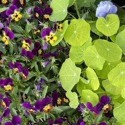 Wildwood Flora - Pansies and nasturtiums