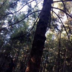 Tree 9 - Poor limbless tree